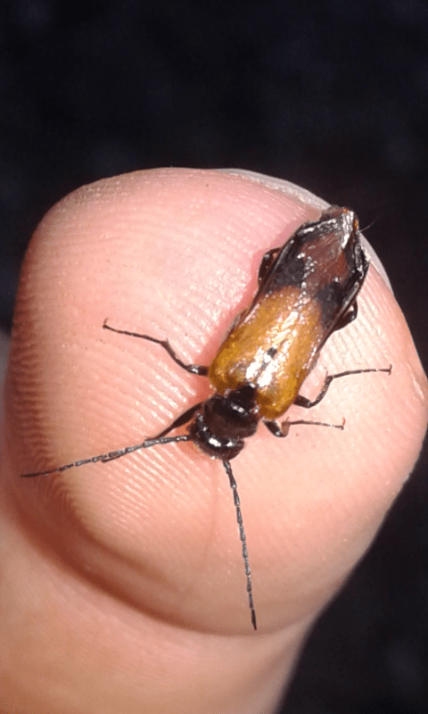 Meloidae : Stenoria analis? S.